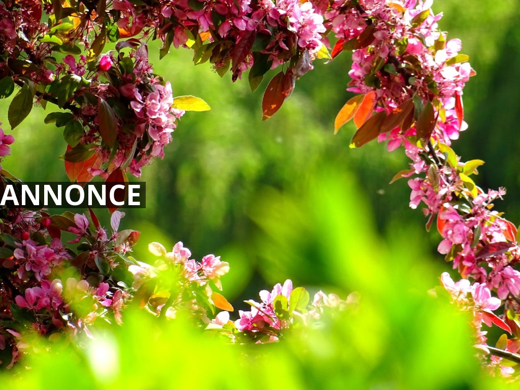 Sådan forvandler du din have og udeområde